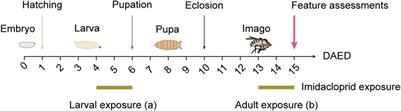 Exploring neonicotinoid effects on Drosophila: insights into olfactory memory, neurotransmission, and synaptic connectivity